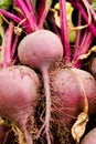 Beetroots fresh picked in home garden Royalty Free Stock Photo