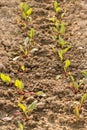 beetroots grow in a garden bed on a sunny day Royalty Free Stock Photo