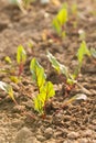 beetroots grow in a garden bed Royalty Free Stock Photo
