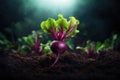 beetroots grow in the vegetable garden in sunny day Royalty Free Stock Photo