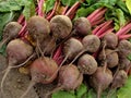 Beetroots harvest