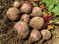 Beetroots harvest Royalty Free Stock Photo