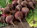 Beetroots harvest Royalty Free Stock Photo