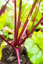 Beetroots in the vegetable garden