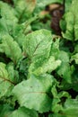 Beetroots in vegetable garden Royalty Free Stock Photo