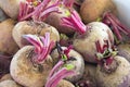 Beets or Beetroots Closeup Royalty Free Stock Photo