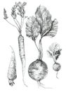 Beets, carrots, radishes, a set of vegetables hand drawing
