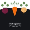 Beets, Carrots, Turnips vegetables illustration.