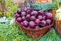 Beets. Fresh Beets In Wicker Basket On Vegetable Garden Summer Close Up Royalty Free Stock Photo