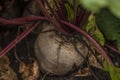 Fresh beetroot grows in the ground Royalty Free Stock Photo