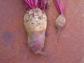 Beets red big and small Royalty Free Stock Photo