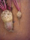 Beets red big and small Royalty Free Stock Photo