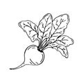 Beets, sketch of beets whole with tops. Vector illustration.