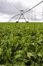 Beets with sprinklers irrigation system