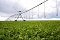 Beets with sprinklers irrigation system