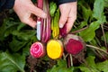 Beets of various colors Royalty Free Stock Photo