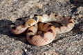Beetz' Tiger Snake (Telescopus beetzi), a mildly venomous snake from South Africa