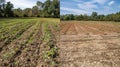 A beforeandafter comparison of the same piece of land on the farm. The before image shows a barren dry plot of land Royalty Free Stock Photo