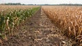 A beforeandafter photo comparison with one image of a field of withered crops and the other with healthy resilient crops Royalty Free Stock Photo