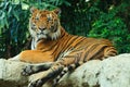 Begal Tiger lay on rock Royalty Free Stock Photo