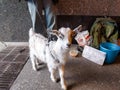 A beggar in an underpass with a small goat asks for alms Royalty Free Stock Photo