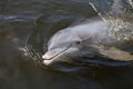 Beggar the Wild Florida Dolphin Royalty Free Stock Photo