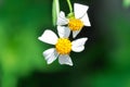 Beggars tick, Bidens Alba, Bidens pilosa or Bidens pilosa L, Black jack or Broom stick or Broom stuff or Cobblers pegs, Devils