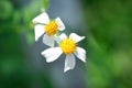 Beggars tick, Bidens Alba, Bidens pilosa or Bidens pilosa L, Black jack or Broom stick or Broom stuff or Cobblers pegs, Devils