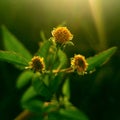 Beggarticks flowering plant in blur sunny background. Royalty Free Stock Photo