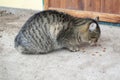 Begger street stray grey cat eats meat Royalty Free Stock Photo