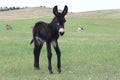 Begging Burro Baby