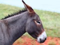 Begging Burro - Custer State Park