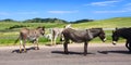Begging Burros - Custer State Park Royalty Free Stock Photo