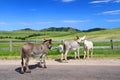 Begging Burros - Custer State Park Royalty Free Stock Photo