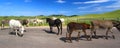 Begging Burros Custer State Park