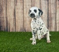 Begging Dalmatian Puppy