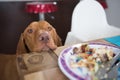 Begging dog in kitchen Royalty Free Stock Photo