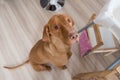 Begging dog in kitchen Royalty Free Stock Photo