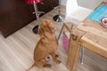 Begging dog in kitchen Royalty Free Stock Photo