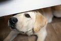 Begging dog in kitchen looks out under table, asks for food Royalty Free Stock Photo