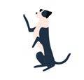 Begging dog with paw raised up and body stretched. Doggy pet stand on hind legs and asking for food. Pleading gesture of Royalty Free Stock Photo