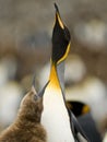 Begging For Food - King Penguin Royalty Free Stock Photo