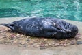 Begging Grey seal basking in the sun, Riga Zoo, Latvia Royalty Free Stock Photo