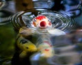 Begging Koi