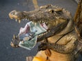 Begging stuffed crocodile Royalty Free Stock Photo