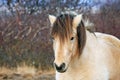 Begie icelandic horse looking at the camera Royalty Free Stock Photo