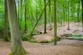 Begin autumn forest Royalty Free Stock Photo