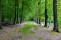 Begin autumn forest Royalty Free Stock Photo