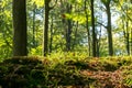 Begin autumn forest Royalty Free Stock Photo