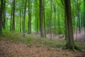 Begin autumn forest Royalty Free Stock Photo